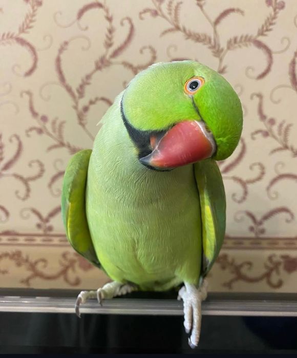 Ожереловый попугай ручной