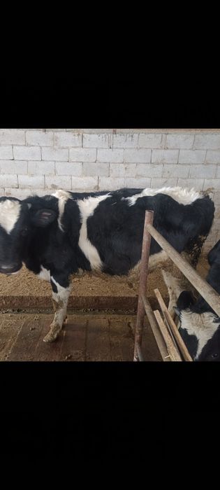 Продам бычки Черный пестрые