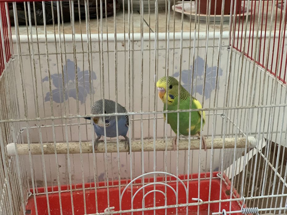 harhil rangdagi valnis totilar