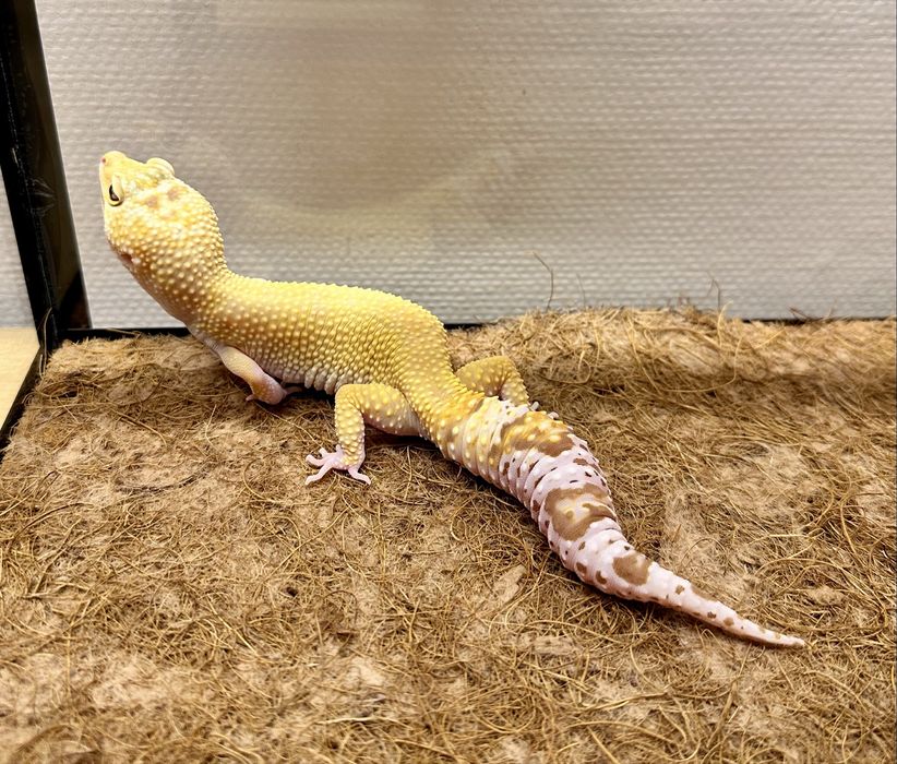 Ящерица Эублефар с террариумом