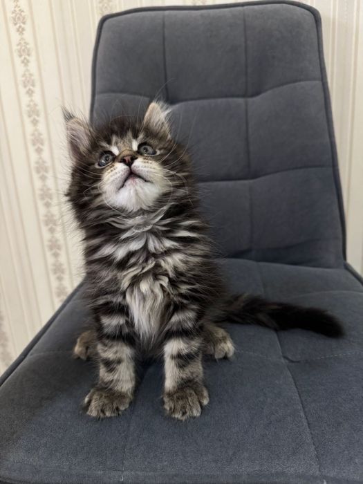 Мейкун котенок 1,5 месяца