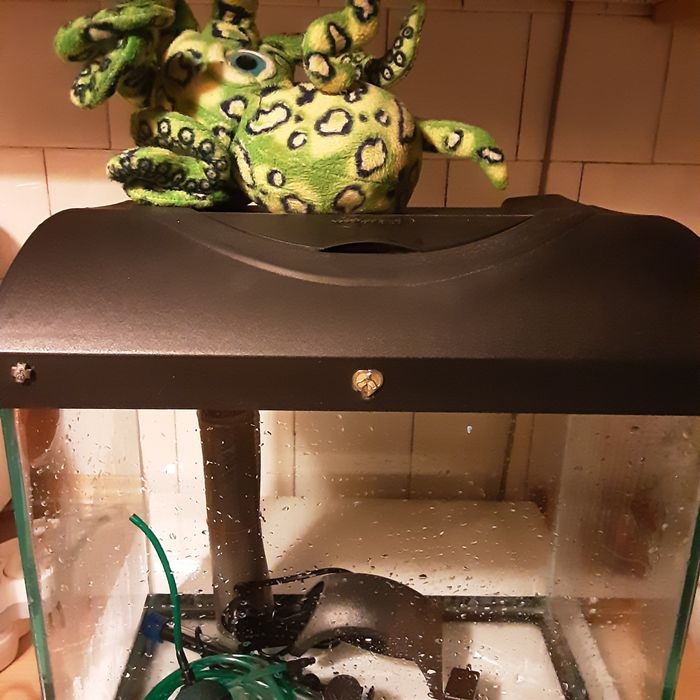 Acvariu Diversa complet dotat