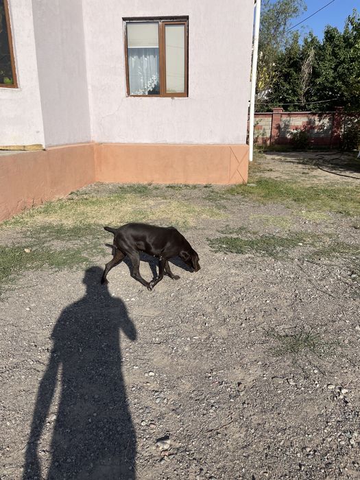 Продам девочку Курцхар 11 месяцев