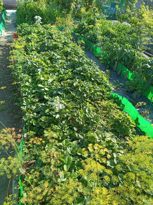 Продам дачу с 1 сентября