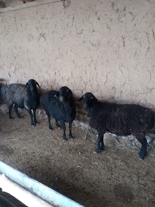Ona qo‘ylar sotiladi