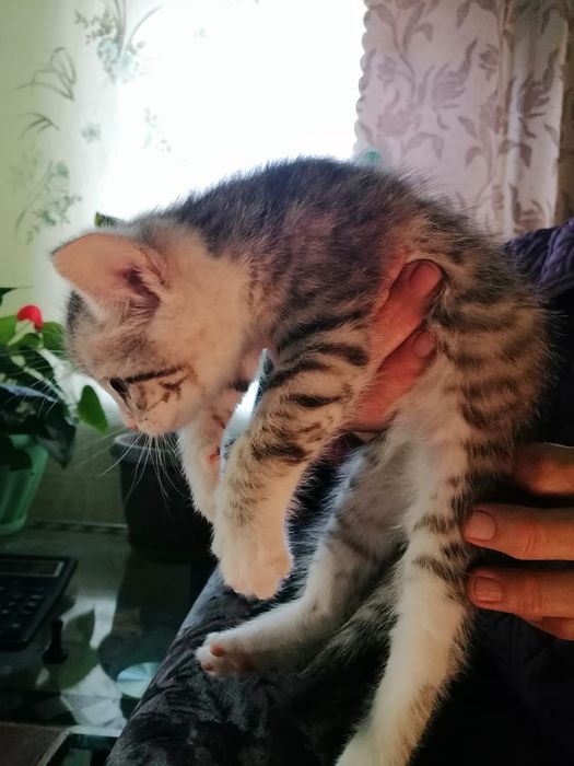 отдам даром котёнка