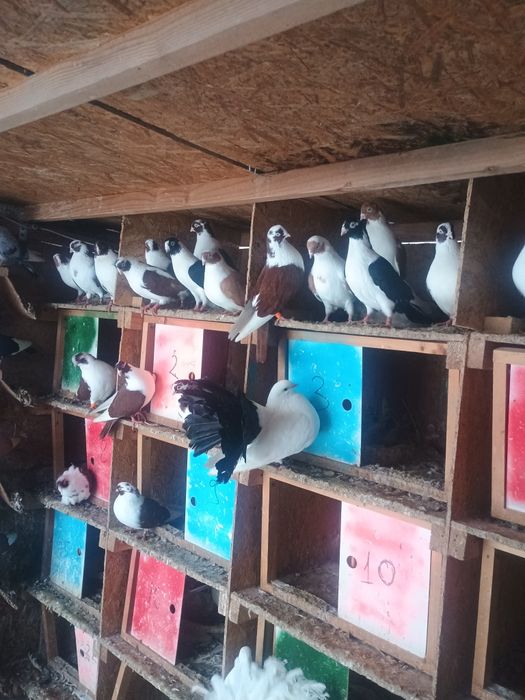 Porumbei jucători de galati