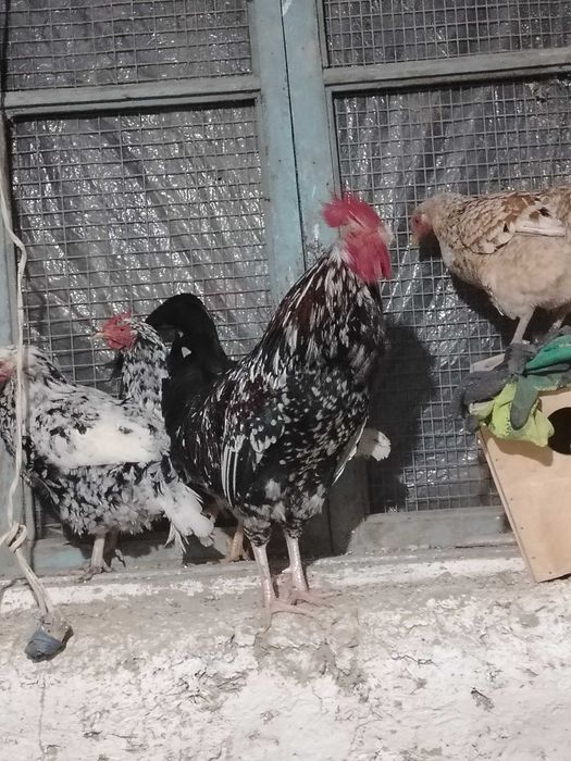 Xonaki parodali tovuqlari sotladi