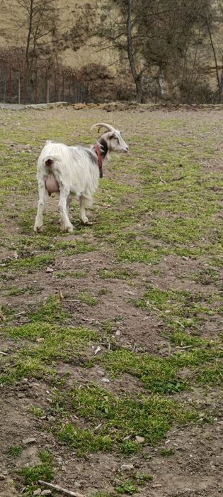 Capra la prima fătare cu ieduță