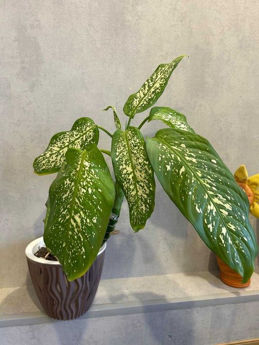 Продам цветы для офиса и дома