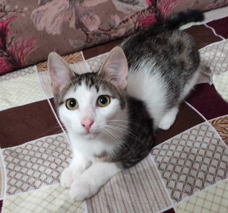 Милые котята в добрые ручки.