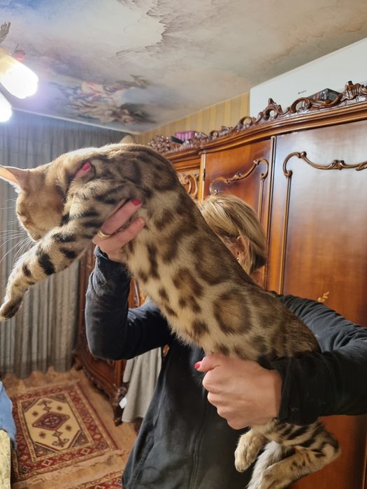 Бенгалски котета
