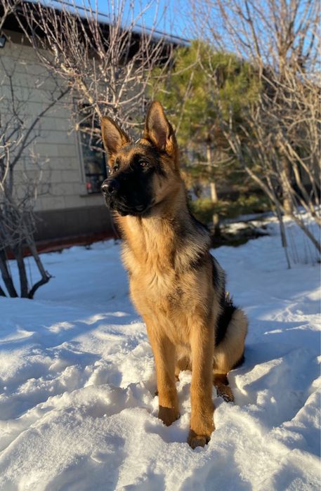 Мухтар готов для вязки