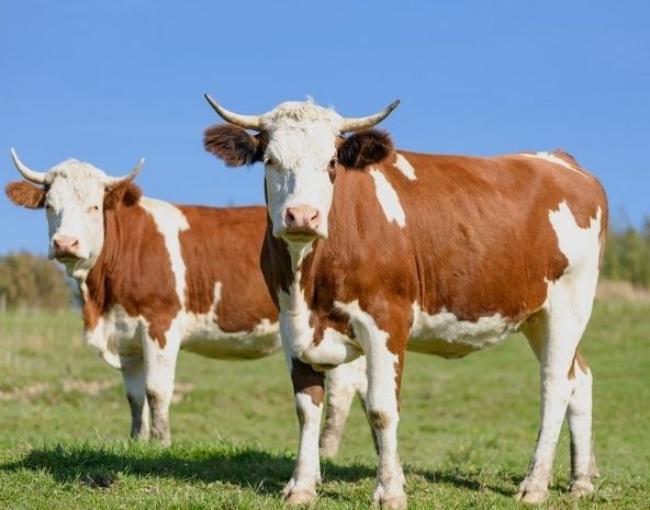 Сиыр алам аманатка