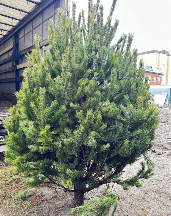 Сосна елка ель оптом