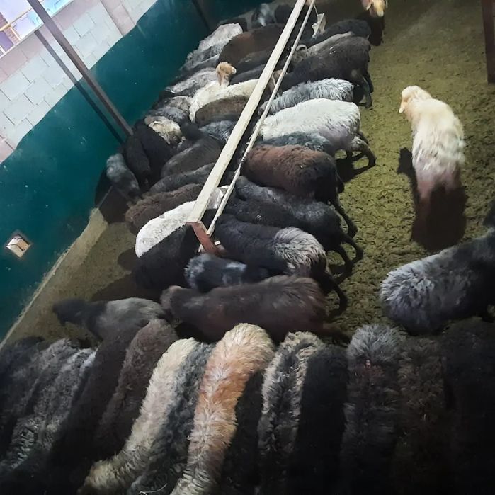 Май семиз кой токты тусак кошкар