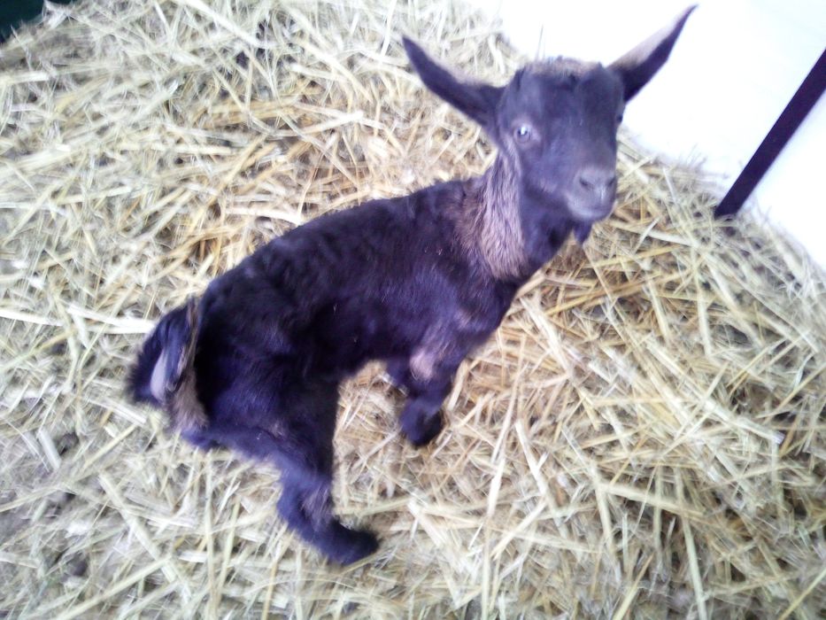 Iezi capra anglo cu alpin