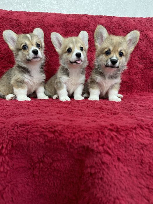 Милые щеночки вельш корги