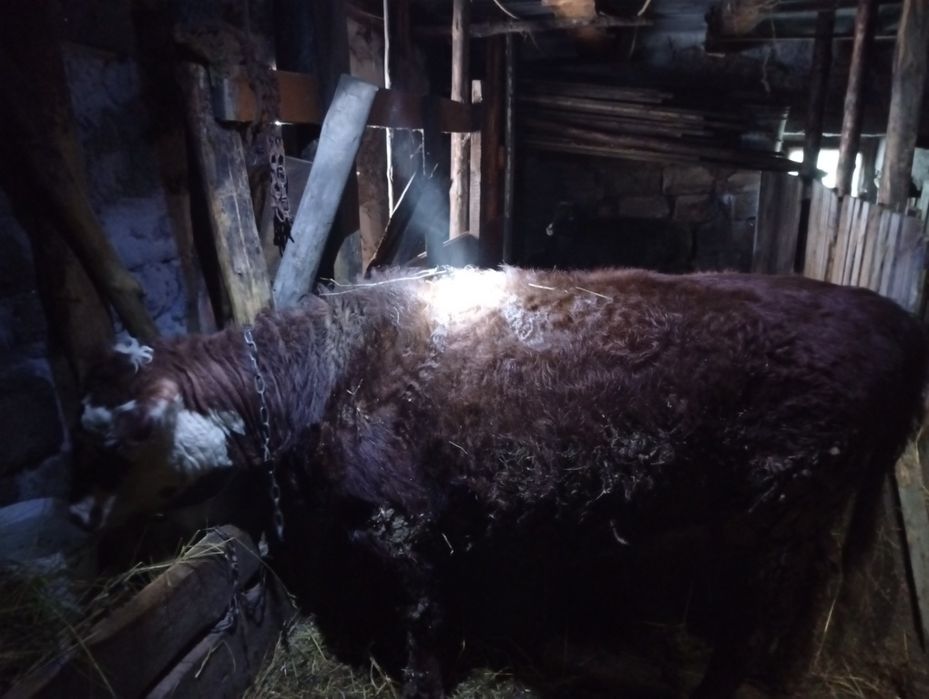 Продам телку жирную