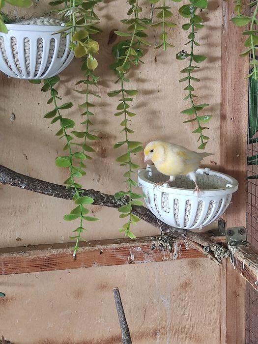 Канарейки и папугаи