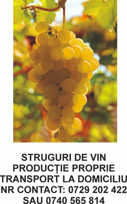 Struguri de vin direct din Vrancea