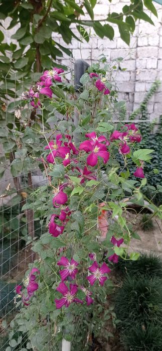 Садовые растения