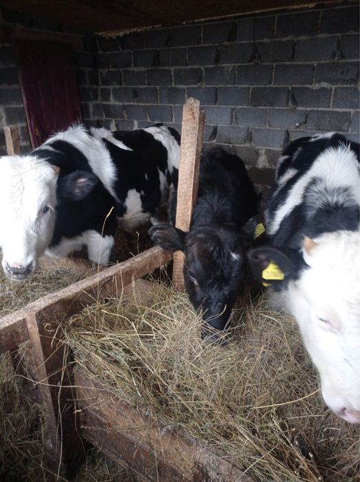 Продам срочно быков