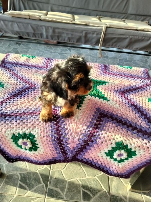 Cavapoo baetel triicolor