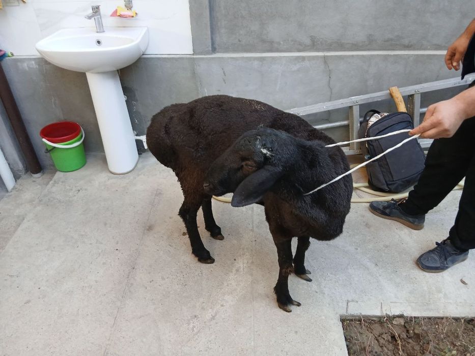 Кассоб хизмати 24/7. Бухородан келтирилган кучкорлар бор хар доим.