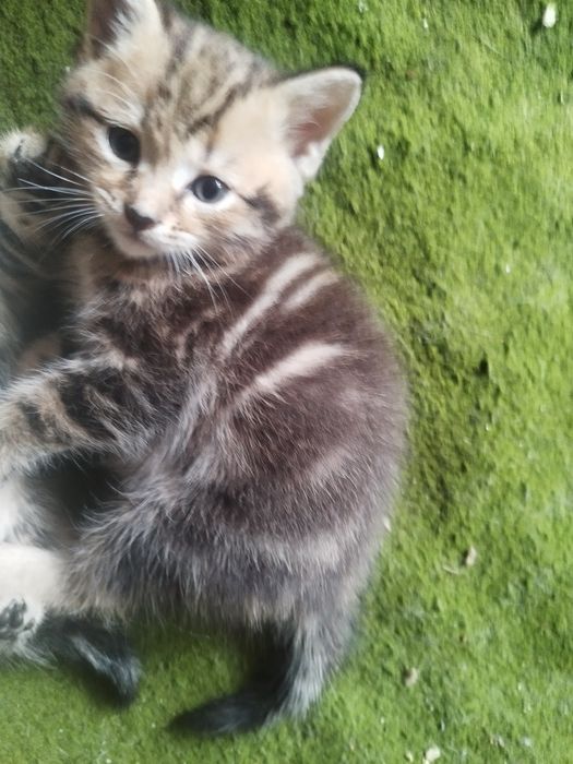 Отдам даром котят