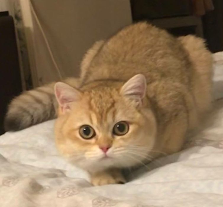 Залатая шиншила, 1 ёшар киз мушук сотилади, манзил Бухоро