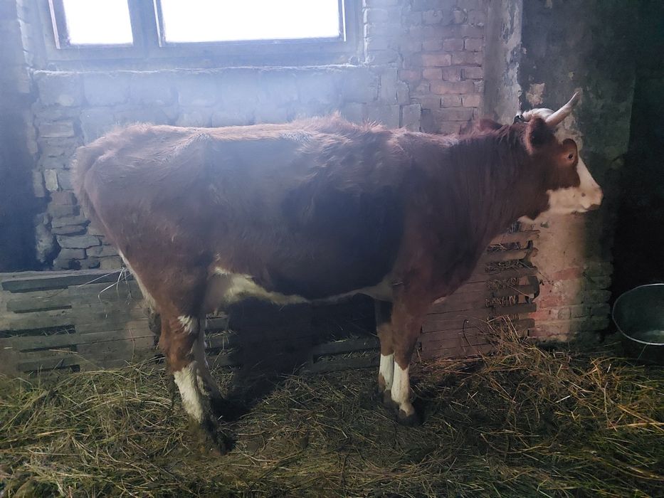 Продам коров тёлок