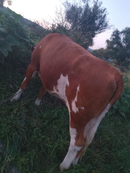 Vindem carne de vitel rasa angus aducem la domiciliu