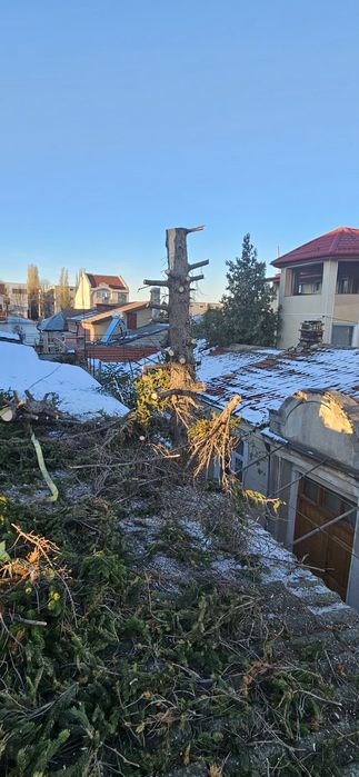 Intervenții non-stop toaletari copaci cu alpinisti