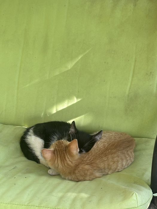 Donez 2 pui de pisica, mascul si femela