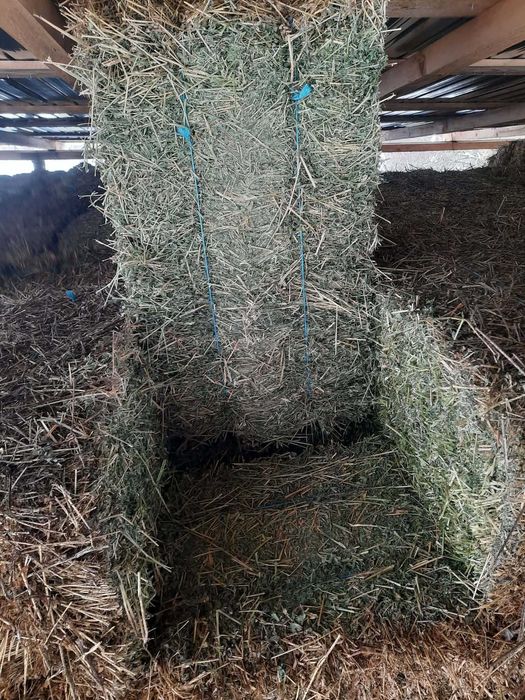 Baloti lucerna de vânzare