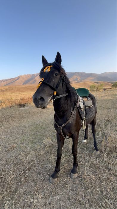 Продам журебчика