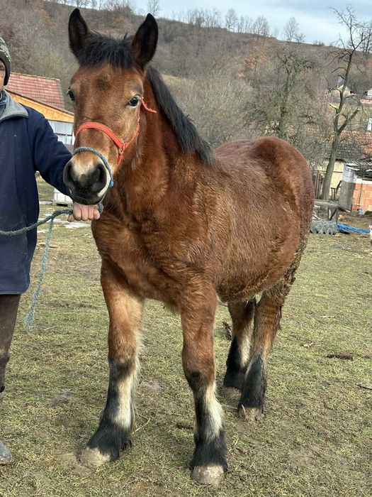 Vând Manza de 6 luni foarte frumoasă