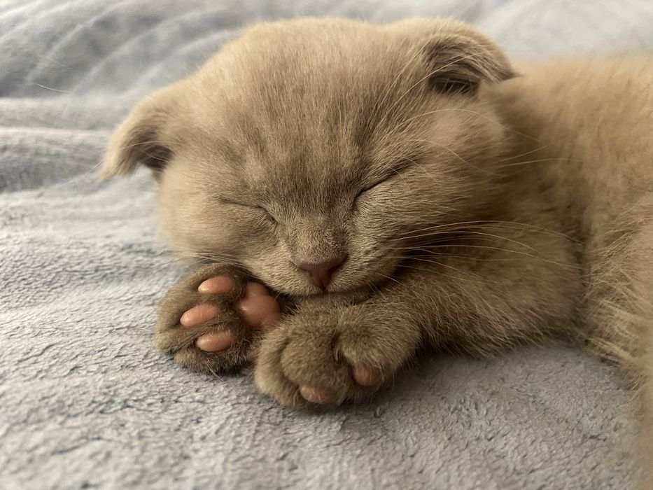 Шотландская вислоухая девочка 2 мес