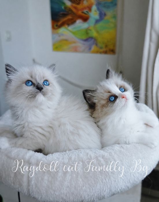 Ragdoll рагдол/регдол котe