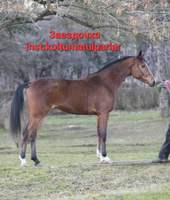 Таза араб бие Ат Жылқы Лошадь Конь
