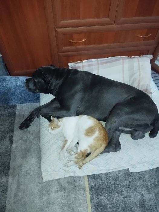 Кане Корсо продам кабель