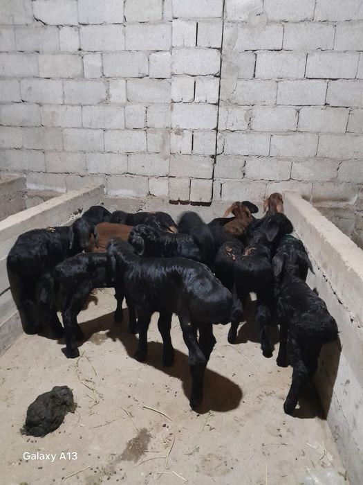 Козылар сатылады