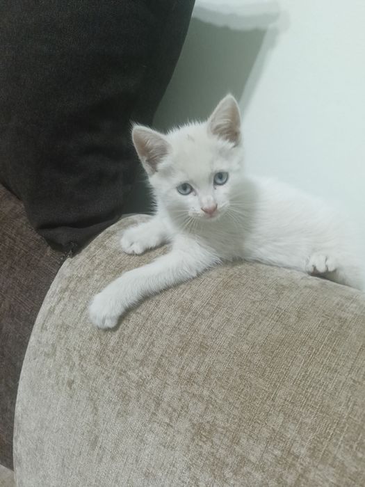 Отдам котенка девочку