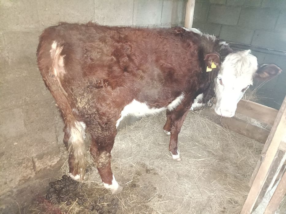 Продам  телочка 2 года