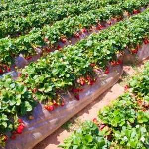 Йилбўйи хосил берадиган қулупнай кўчатлари. РассадаКлубник круглый год