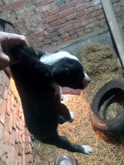 Щенок Алабай девочка