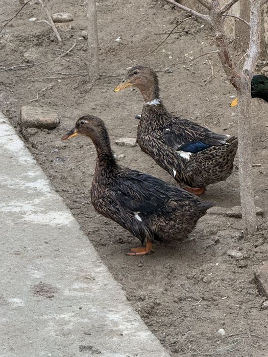 Продам домашних уток