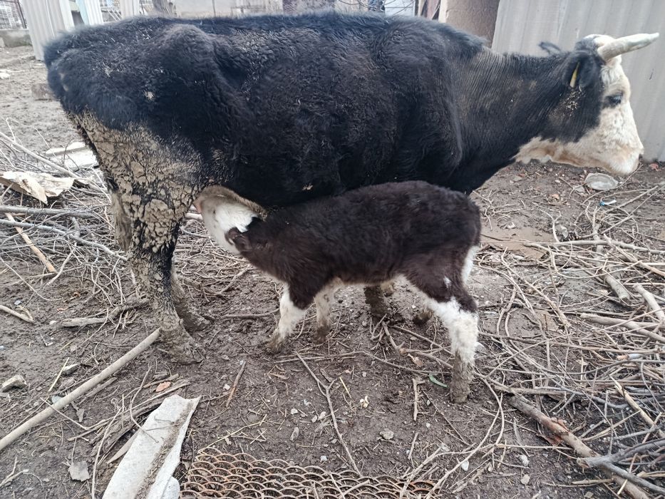 Бұзаулы сиыр 4ші тумасы