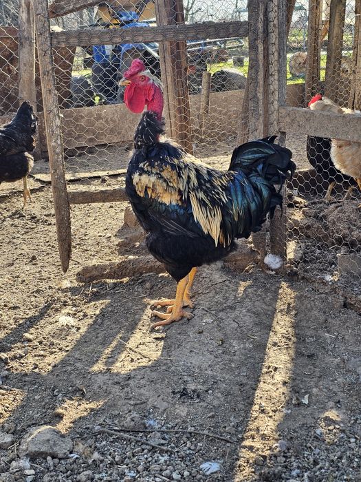 Ouă pentru incubat.